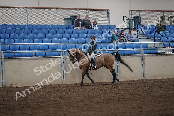 2019 Morgan Horse Show - Aug 31, 2019 - 05011