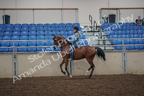 2019 Morgan Horse Show - Aug 30, 2019 - 31326