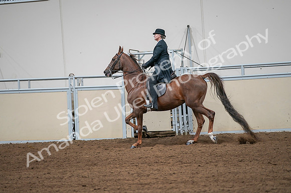 2020 - AB Morgan Horse - Fri, Sept 04 - 07993