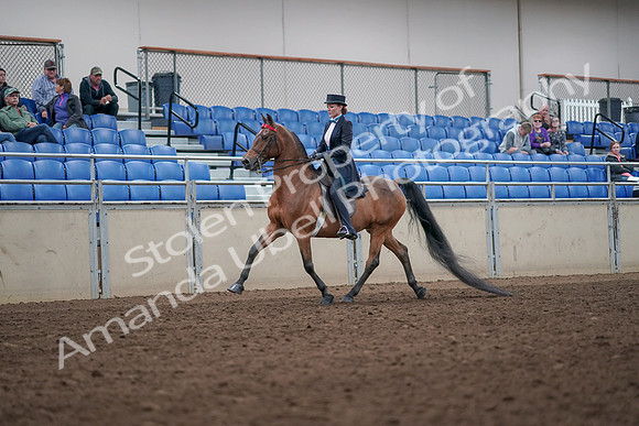 2019 Morgan Horse Show - Aug 31, 2019 - 19910