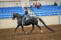 2020 - AB Morgan Horse - Sat, Sept 05 - 13586
