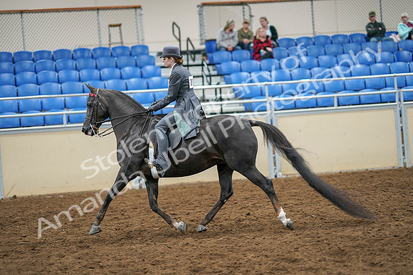 2020 - AB Morgan Horse - Sat, Sept 05 - 13586