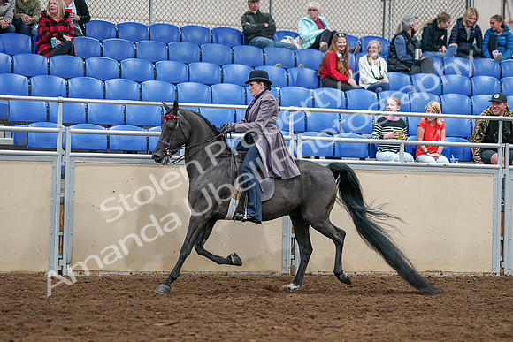 2020 - AB Morgan Horse - Sat, Sept 05 - 13612