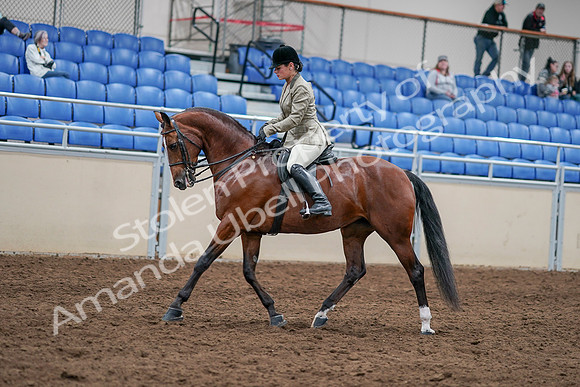 2020 - AB Morgan Horse - Sat, Sept 05 - 14369