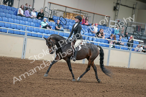2020 - AB Morgan Horse - Fri, Sept 04 - 05824