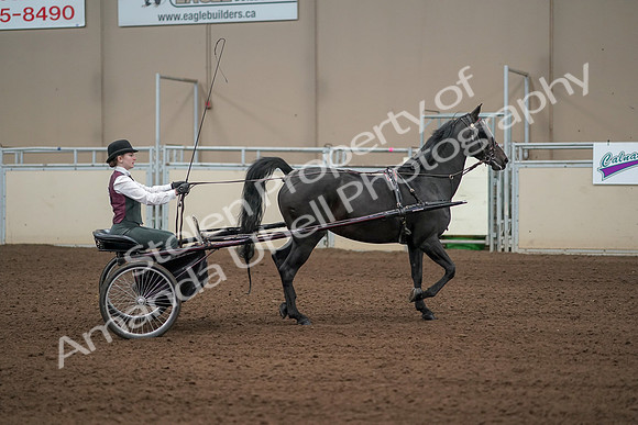 2019 Morgan Horse Show - Aug 31, 2019 - 04696