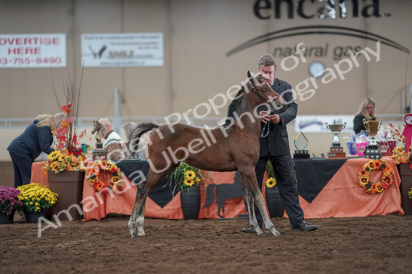 2019 Morgan Horse Show - Aug 31, 2019 - 00491