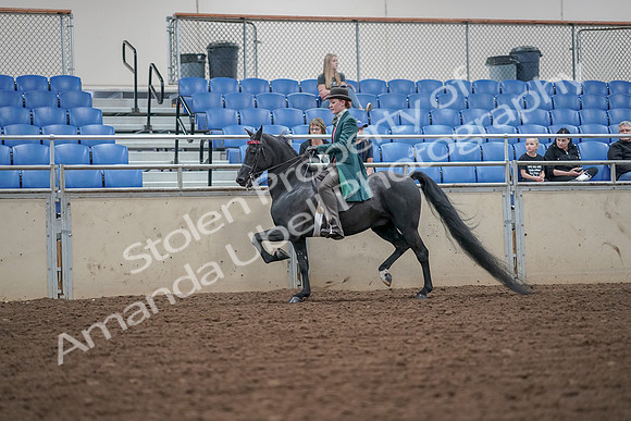 2019 Morgan Horse Show - Aug 30, 2019 - 15492