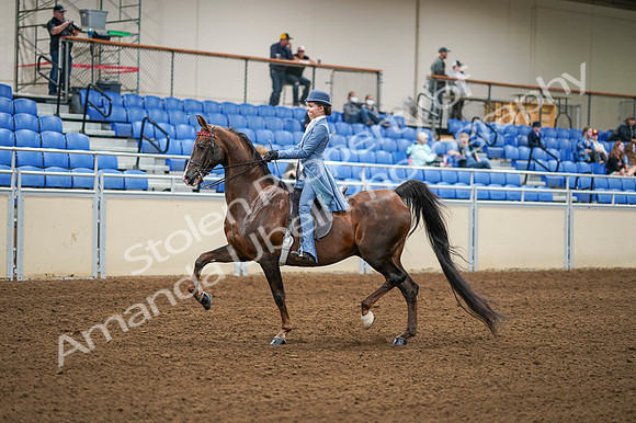 2020 - AB Morgan Horse - Fri, Sept 04 - 04853