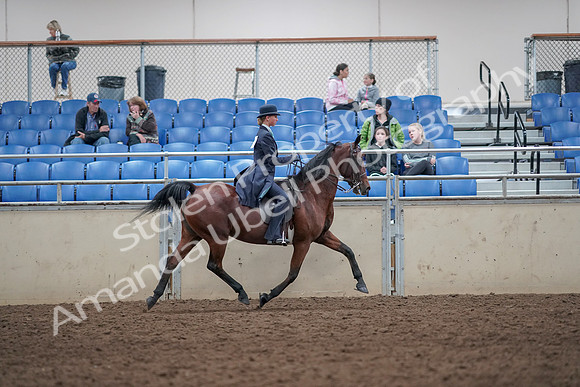 2019 Morgan Horse Show - Aug 31, 2019 - 09612