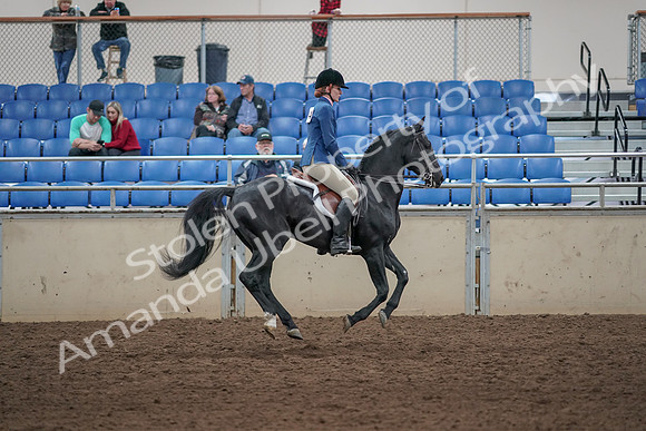 2019 Morgan Horse Show - Aug 31, 2019 - 07534