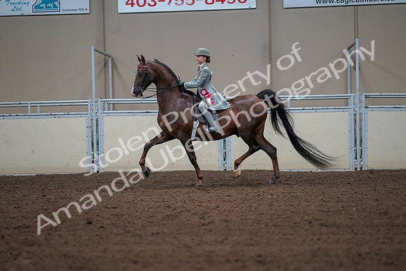 2019 Morgan Horse Show - Aug 30, 2019 - 18248