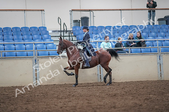2019 Morgan Horse Show - Aug 31, 2019 - 08713