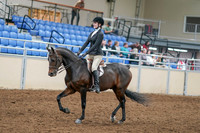 2020 - AB Morgan Horse - Sat, Sept 05 - 14205