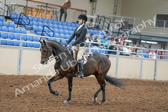 2020 - AB Morgan Horse - Sat, Sept 05 - 14205