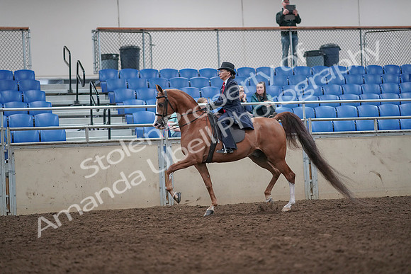 2019 Morgan Horse Show - Aug 31, 2019 - 08652