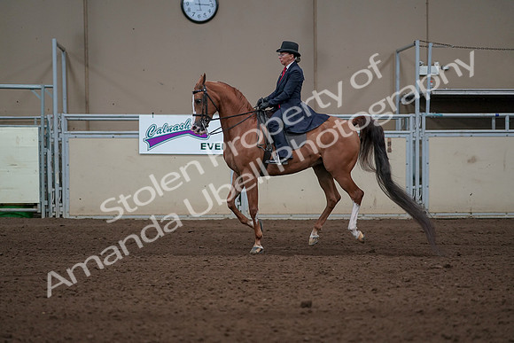 2019 Morgan Horse Show - Sept 01, 2019 - 11949
