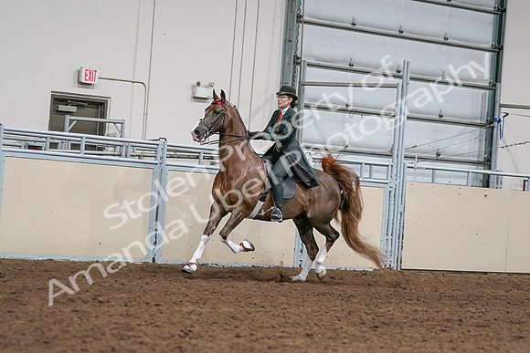 2020 - AB Morgan Horse - Sat, Sept 05 - 13017