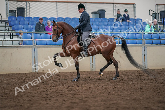 2019 Morgan Horse Show - Aug 30, 2019 - 19884