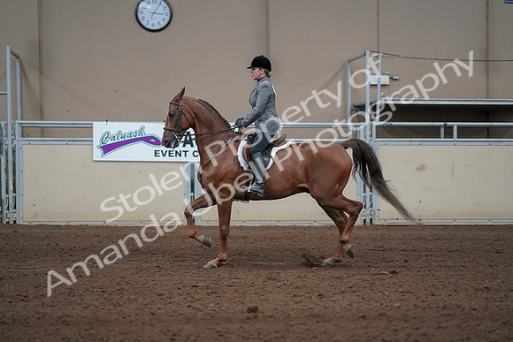 2019 Morgan Horse Show - Sept 01, 2019 - 12289