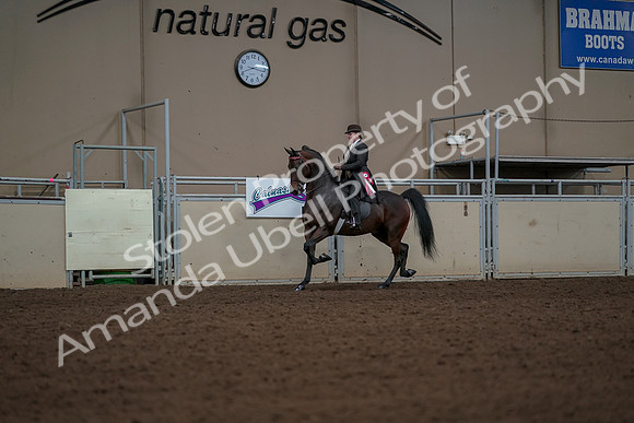 2019 Morgan Horse Show - Aug 30, 2019 - 28303