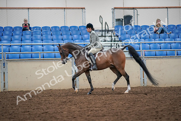 2019 Morgan Horse Show - Aug 30, 2019 - 17291