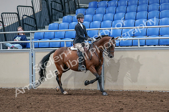 2020 - AB Morgan Horse - Fri, Sept 04 - 06111