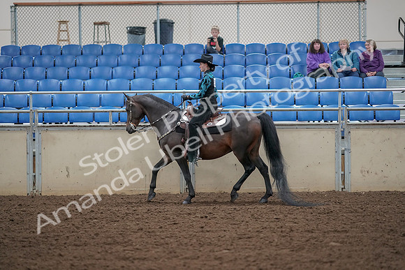 2019 Morgan Horse Show - Aug 30, 2019 - 25900