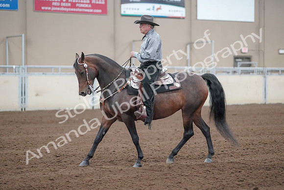 2019 Morgan Horse Show - Sept 01, 2019 - 07219