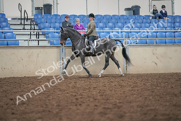 2019 Morgan Horse Show - Aug 30, 2019 - 20278