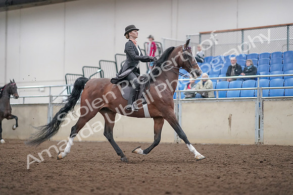2019 Morgan Horse Show - Aug 31, 2019 - 08905