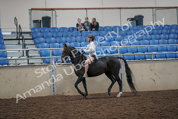 2019 Morgan Horse Show - Aug 30, 2019 - 31029