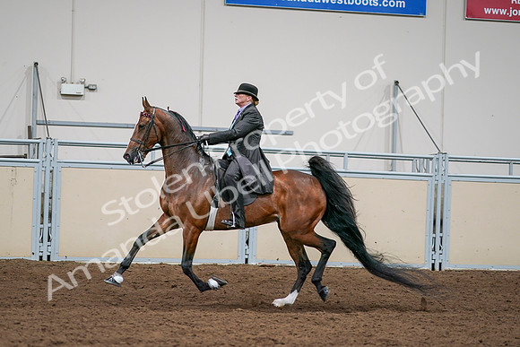 2020 - AB Morgan Horse - Sat, Sept 05 - 13011