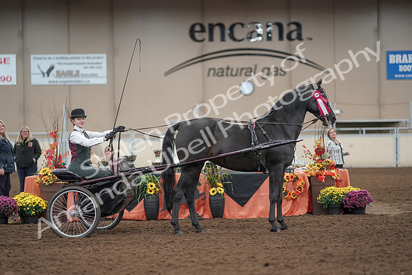 2019 Morgan Horse Show - Aug 31, 2019 - 04781