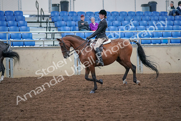 2019 Morgan Horse Show - Aug 30, 2019 - 20508