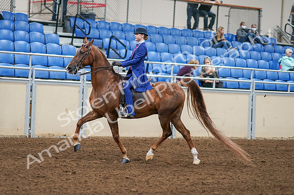 2020 - AB Morgan Horse - Fri, Sept 04 - 04886