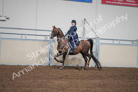 2020 - AB Morgan Horse - Fri, Sept 04 - 07951