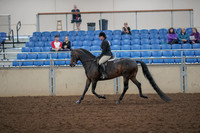2019 Morgan Horse Show - Aug 30, 2019 - 27206