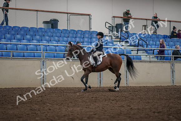 2019 Morgan Horse Show - Aug 31, 2019 - 05550