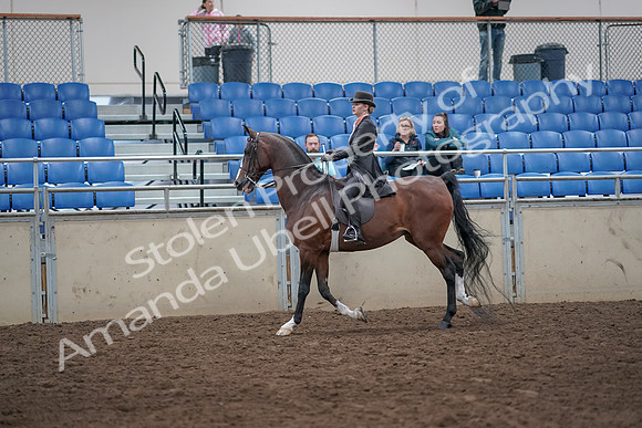 2019 Morgan Horse Show - Aug 31, 2019 - 08790