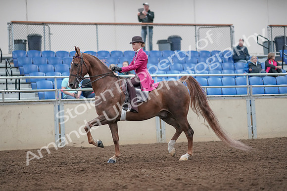 2019 Morgan Horse Show - Aug 31, 2019 - 08620