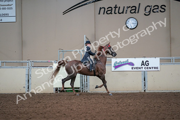 2019 Morgan Horse Show - Aug 30, 2019 - 17985