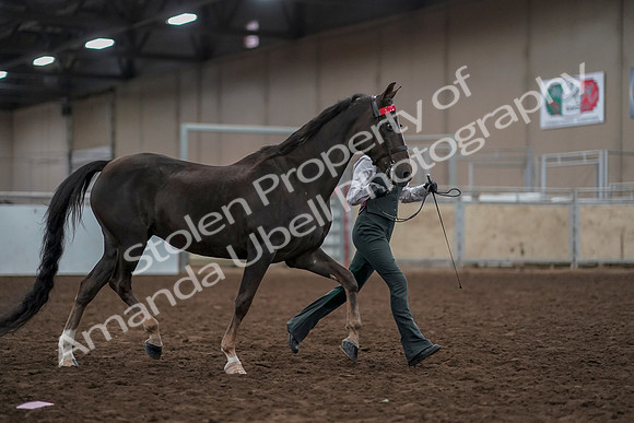 2019 Morgan Horse Show - Aug 31, 2019 - 01899