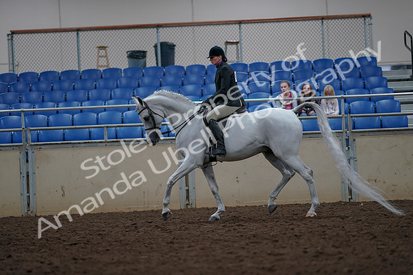 2019 Morgan Horse Show - Aug 31, 2019 - 15974