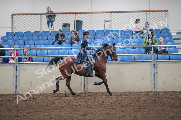 2019 Morgan Horse Show - Aug 31, 2019 - 09608