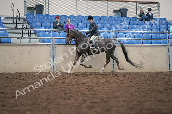 2019 Morgan Horse Show - Aug 30, 2019 - 20415