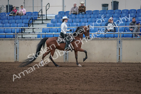 2019 Morgan Horse Show - Sept 01, 2019 - 07048
