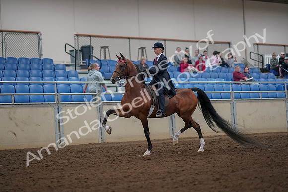 2019 Morgan Horse Show - Aug 30, 2019 - 25067