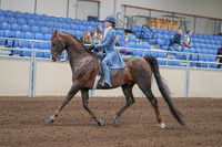 2020 - AB Morgan Horse - Sun, Sept 06 - 00018
