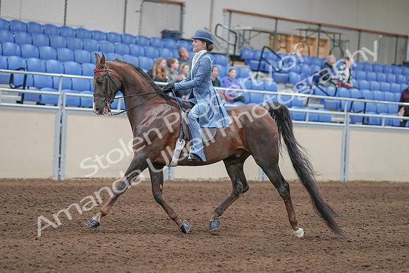 2020 - AB Morgan Horse - Sun, Sept 06 - 00018